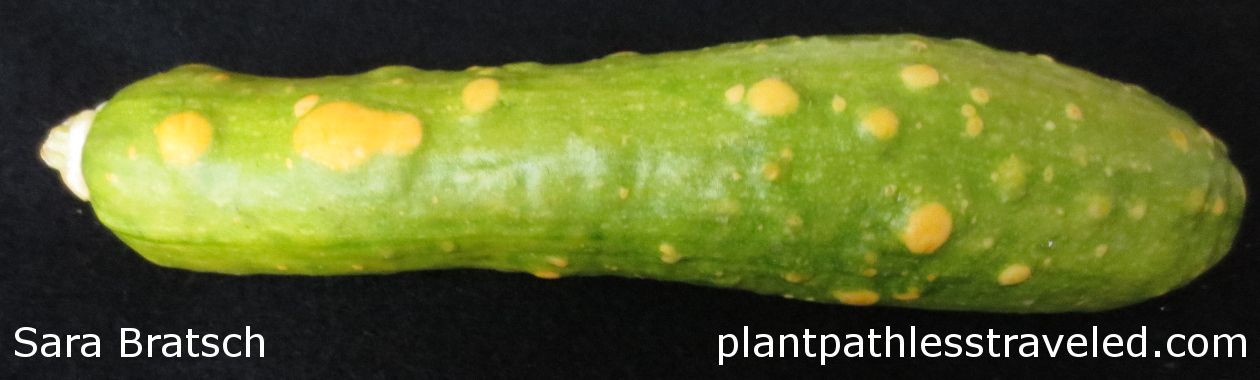 Yellow squash fruit that tested positive for SqMV showing bumps and color change.