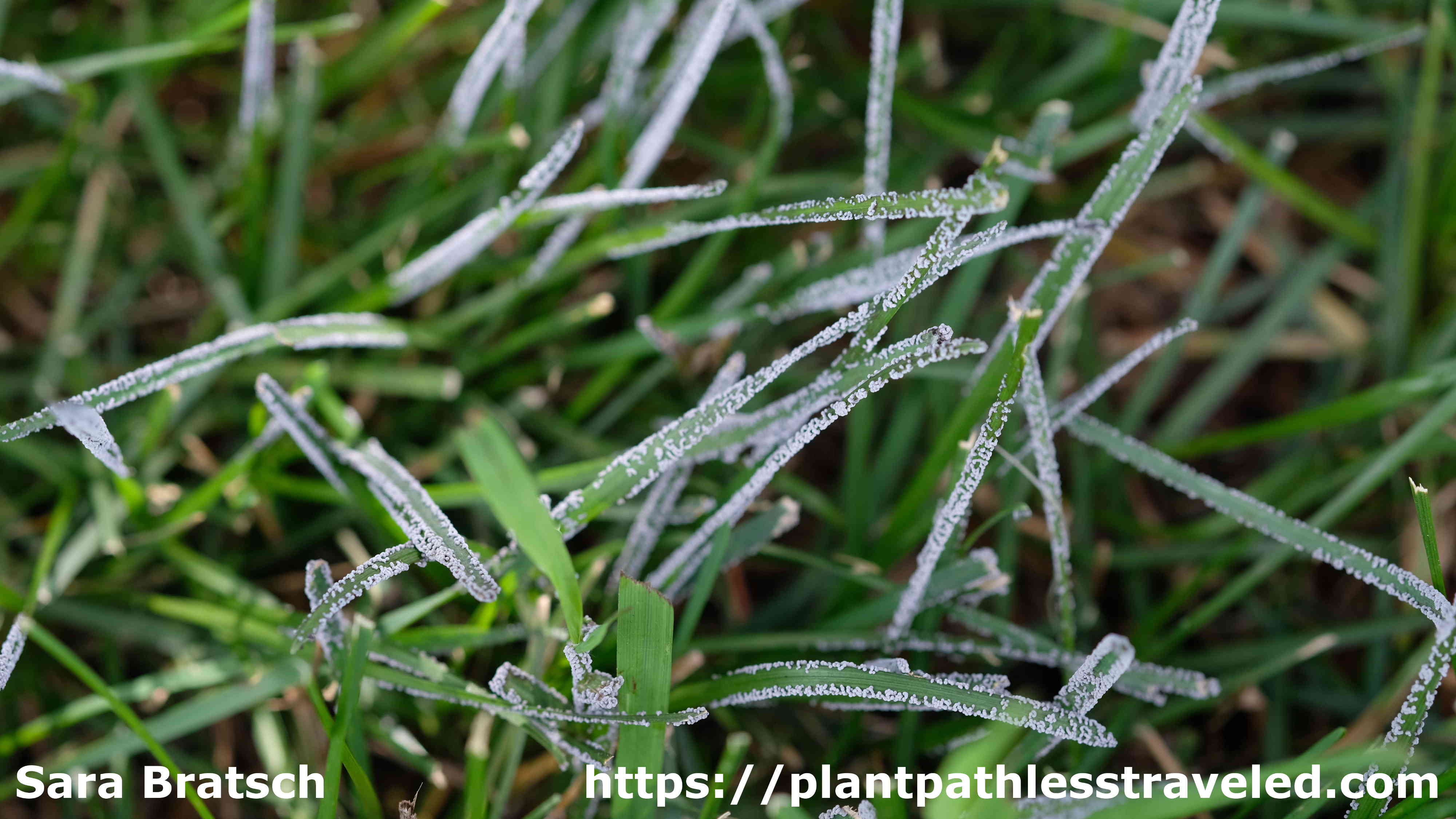 Turf Grass Slime Mold